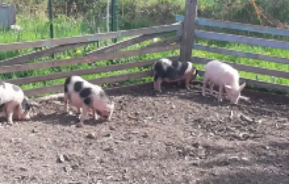Educational farm The little blade of straw