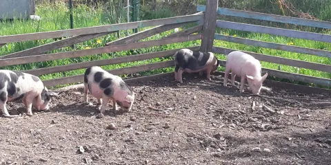 LA ferme  du p'tir brin d'paille