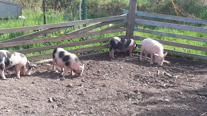 1_Educational farm The little blade of straw
