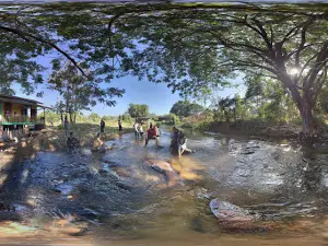 Thandaung Teak Forest သံတောင် ကျွန်းသစ်တော