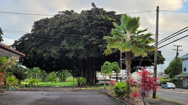 Giant Banyan Tree