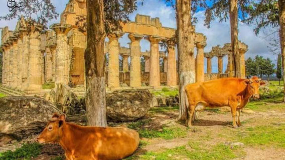 Temple of Zeus