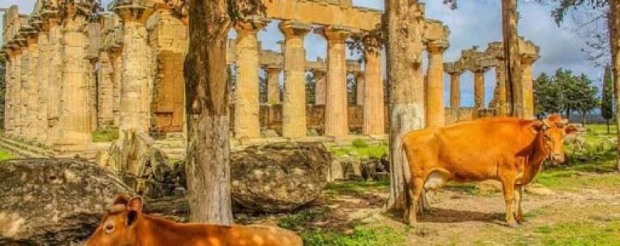Temple of Zeus