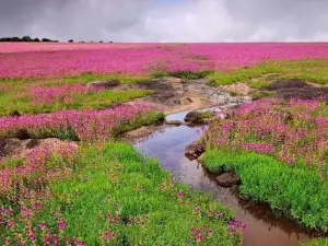 Kaas Pathar / Plateau