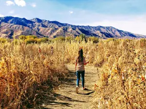 Little Bear Bottoms Farm