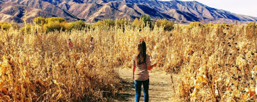 Little Bear Bottoms Farm