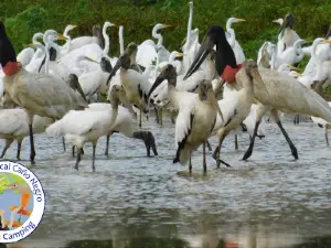 Paraiso Tropical Caño Negro Fishing & Nature Tours