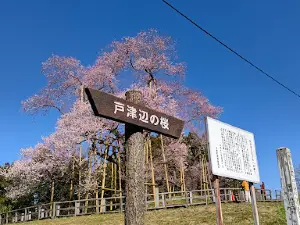 戸津辺の桜