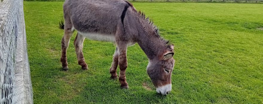 The Wonkey Donkey