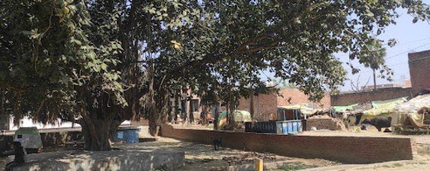 Bargad Tree(Khandamau)