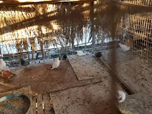 Wakrah Mini Zoo
