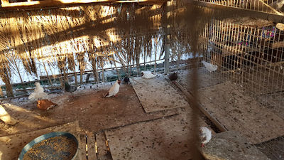 Wakrah Mini Zoo