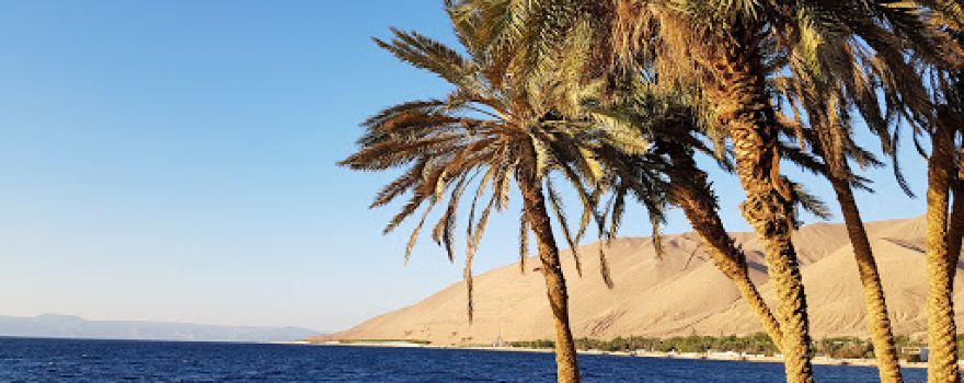 Palm Park Saudi Arabia
