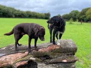 Dog Walking Meadow
