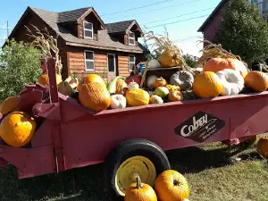 Applejack Pumpkin Patch