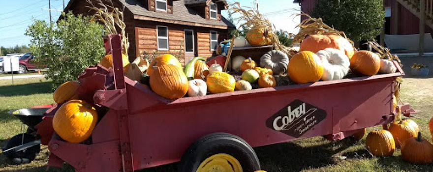 Applejack Pumpkin Patch