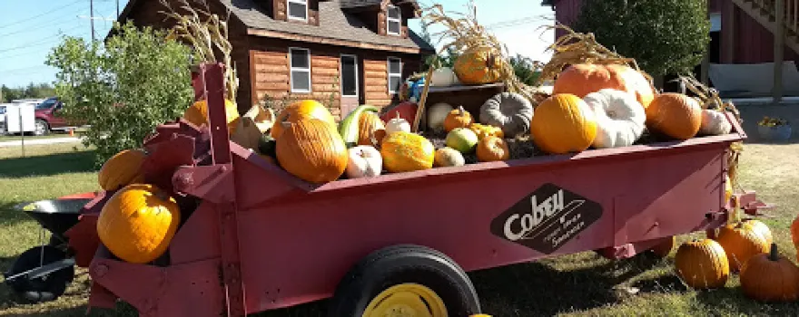 Applejack Pumpkin Patch