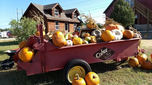 Applejack Pumpkin Patch