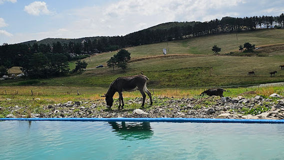 Zlatibor