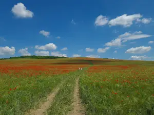 Riolittufa képződmény