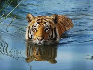 Lubumbashi Zoo