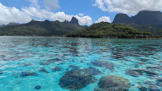 Moorea EcoTour Cata Manu