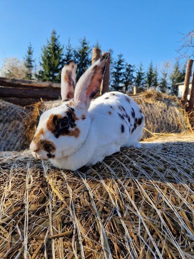 Milimali Łomża farma zwierząt i przygód minizoo