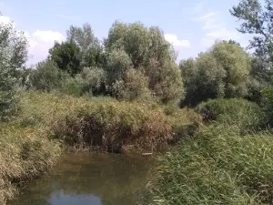 Dugino