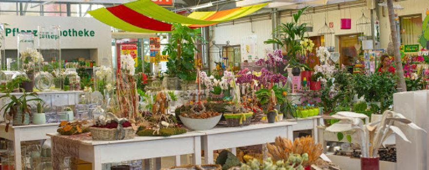 Shopping Garden - Nursery - Landscaping