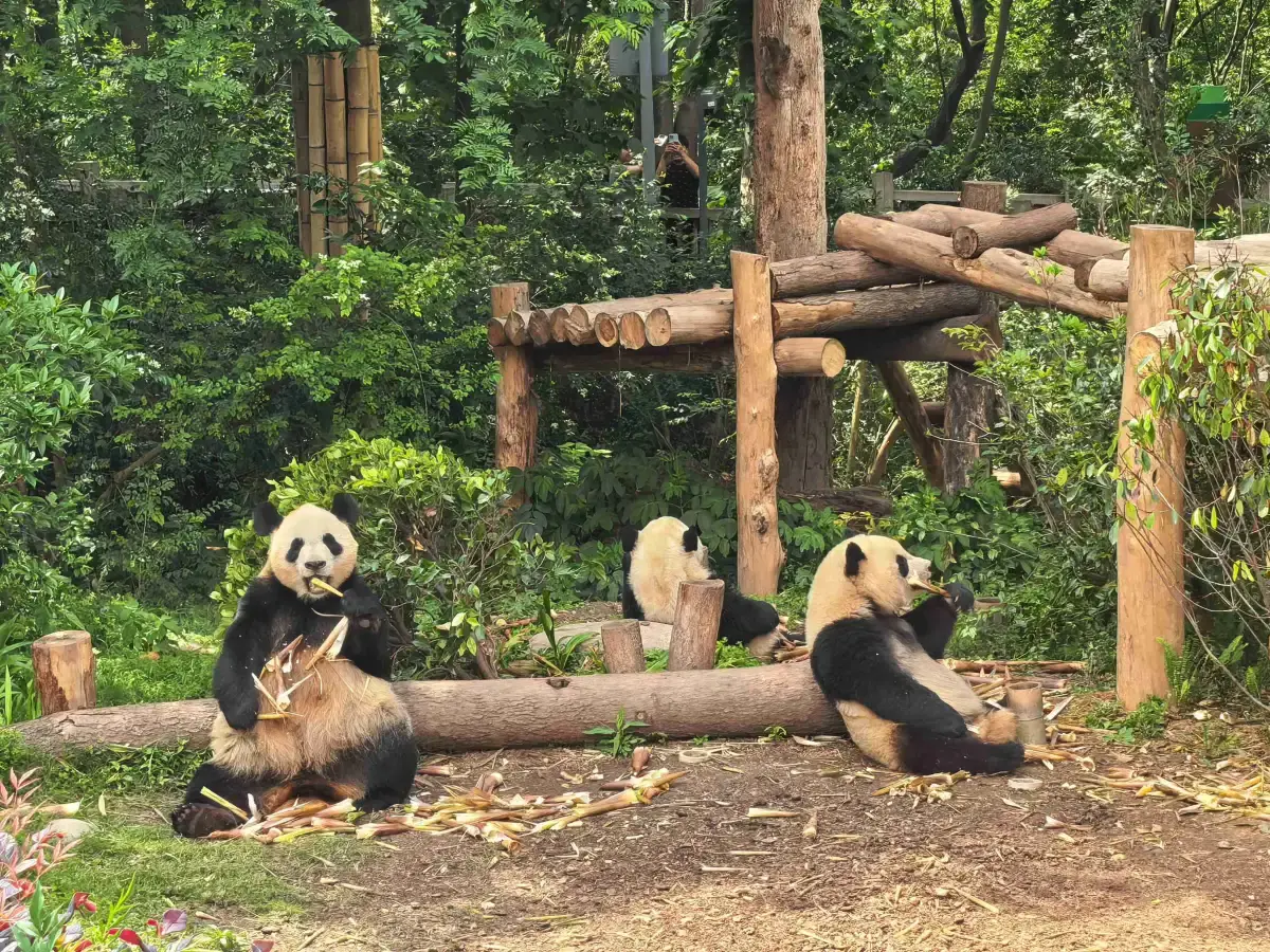 Chengdu Research Base of Giant Panda Breeding