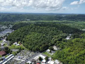 Bosque Estatal de Vega Alta
