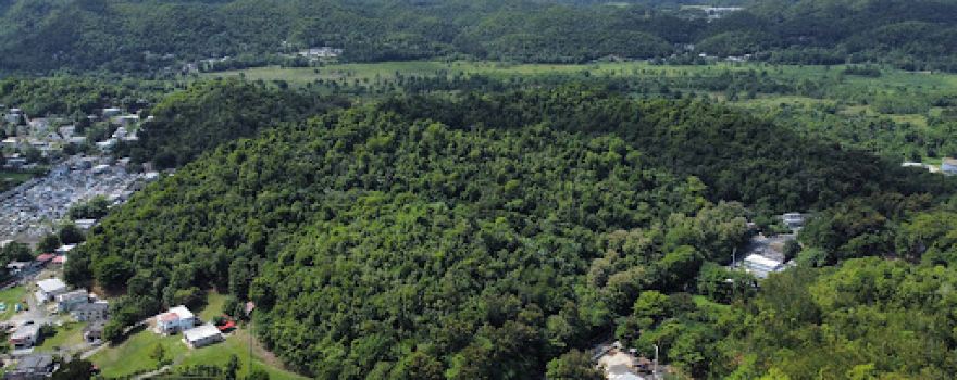 Bosque Estatal de Vega Alta