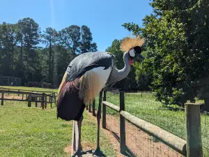 Iron P Homestead Zoo