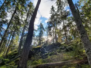 Tyresta National Park and Nature Reserve