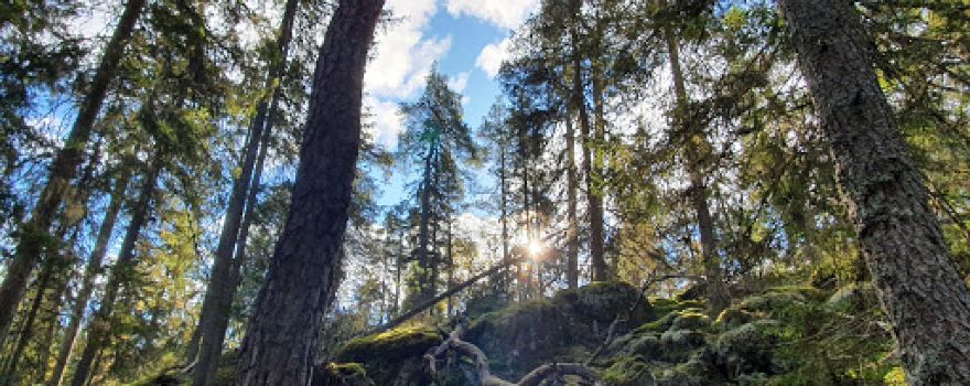 Tyresta National Park and Nature Reserve