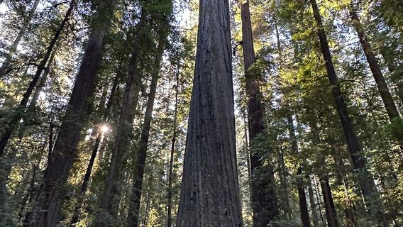 Humboldt Redwoods State Park