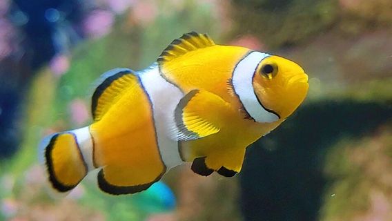 Blue Reef Aquarium Newquay