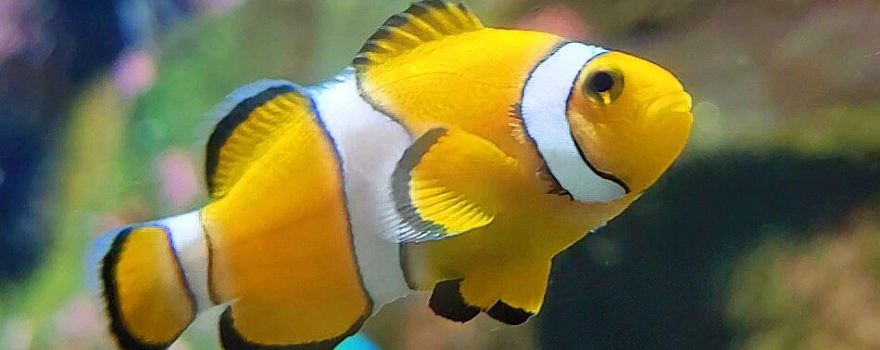 Blue Reef Aquarium Newquay