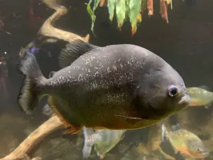 Deep Sea World
