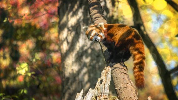 Heidelberg Zoo