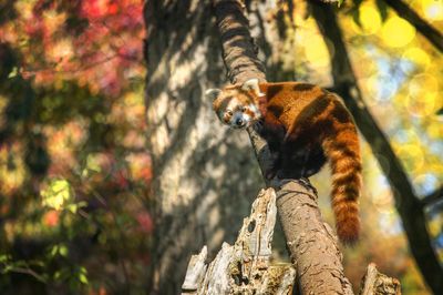 Heidelberg Zoo