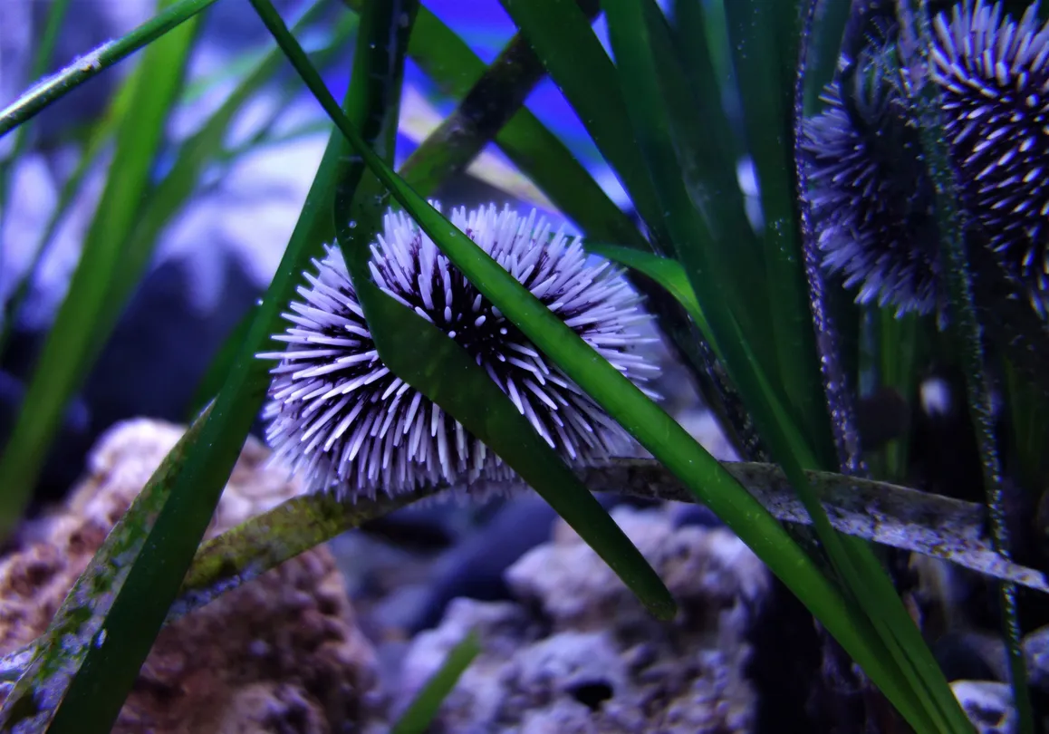 4_Aquarium of Naples