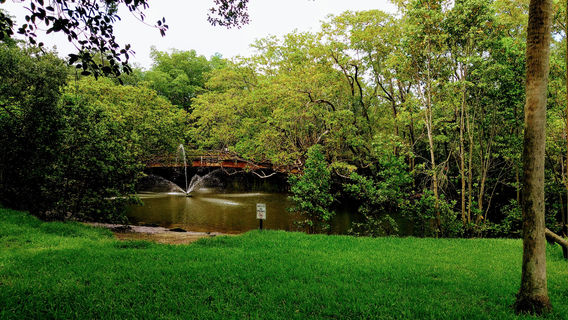 Enchanted Forest Elaine Gordon Park