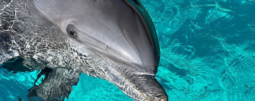 Marineland