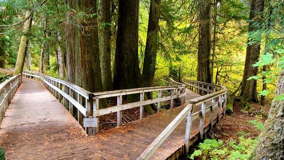 Grove of the Patriarchs Trail