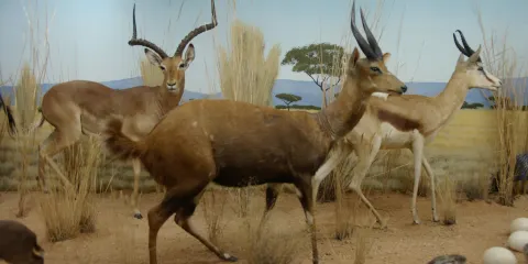 Bryce Wildlife Adventure