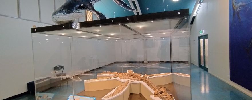 Kronosaurus Korner