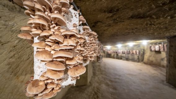 Musée du Champignon