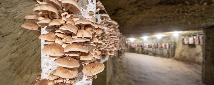 Musee du Champignon