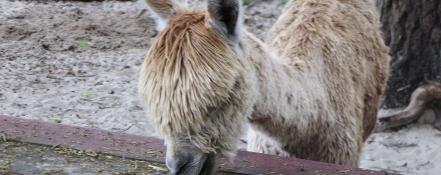 Alpaca Magic